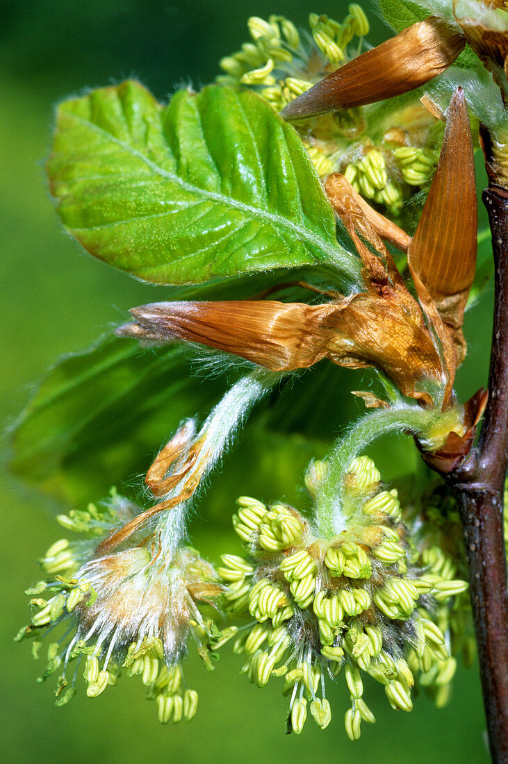 Male beech tree flowers