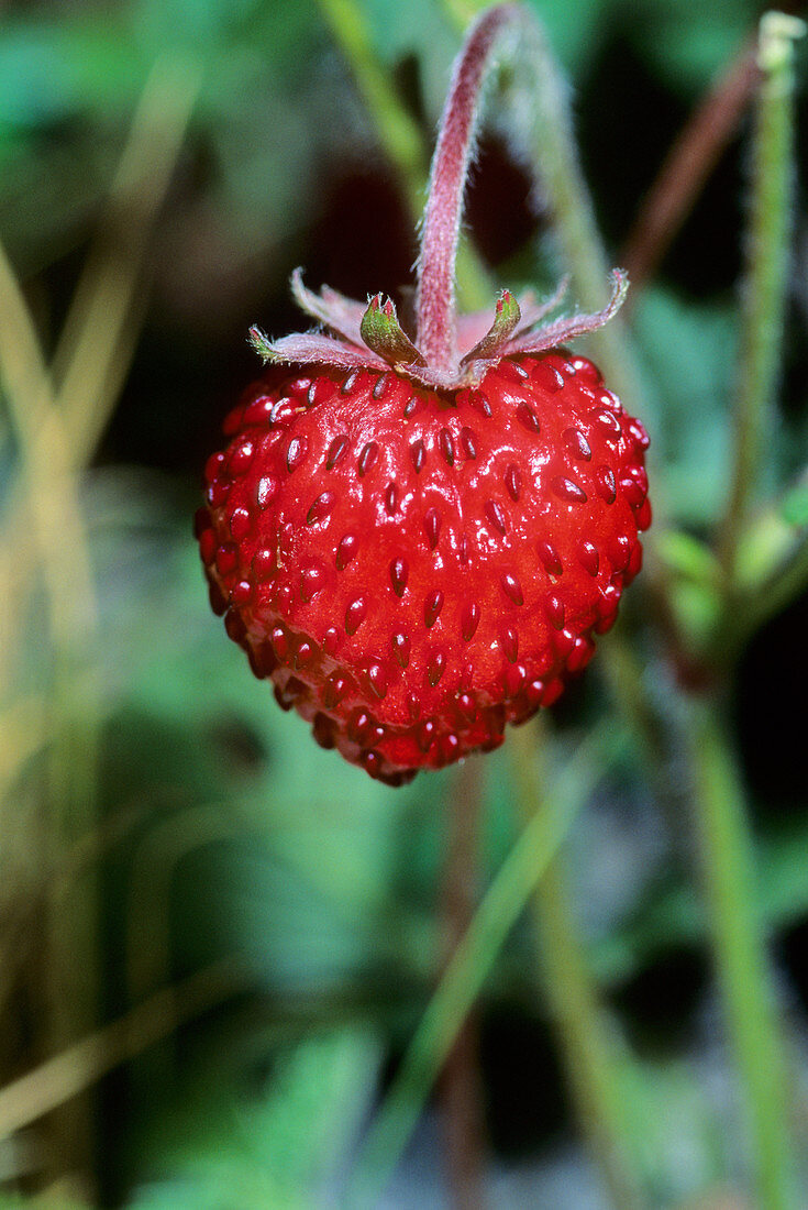 Wild strawberry (Fragaria vesca)