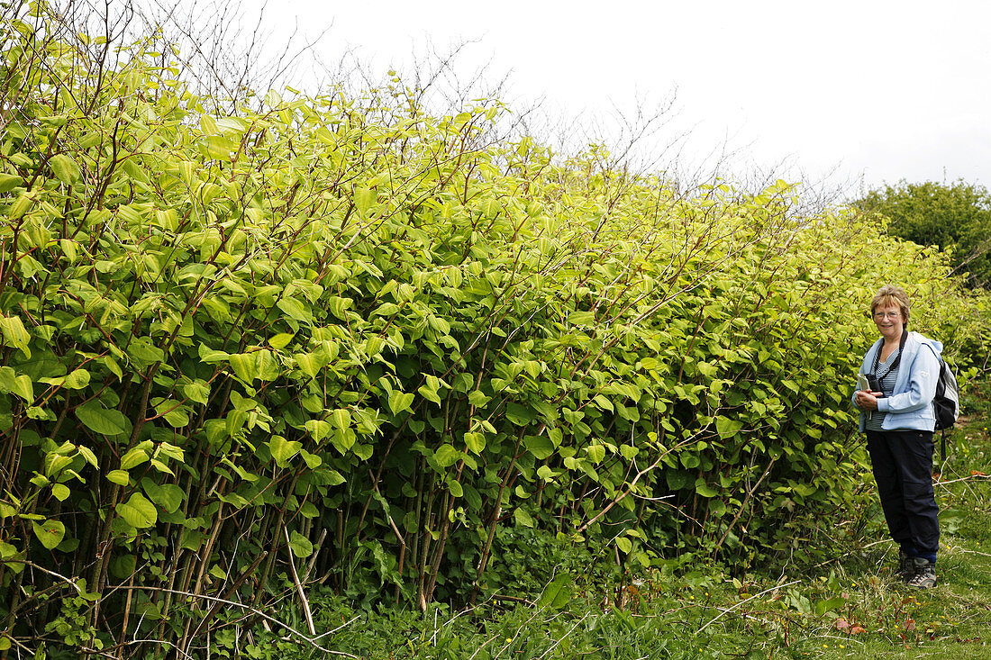 Japanese knotweed (Fallopia japonica)