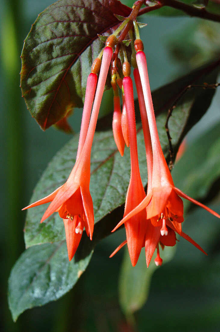 Fuchsia 'Thalia'