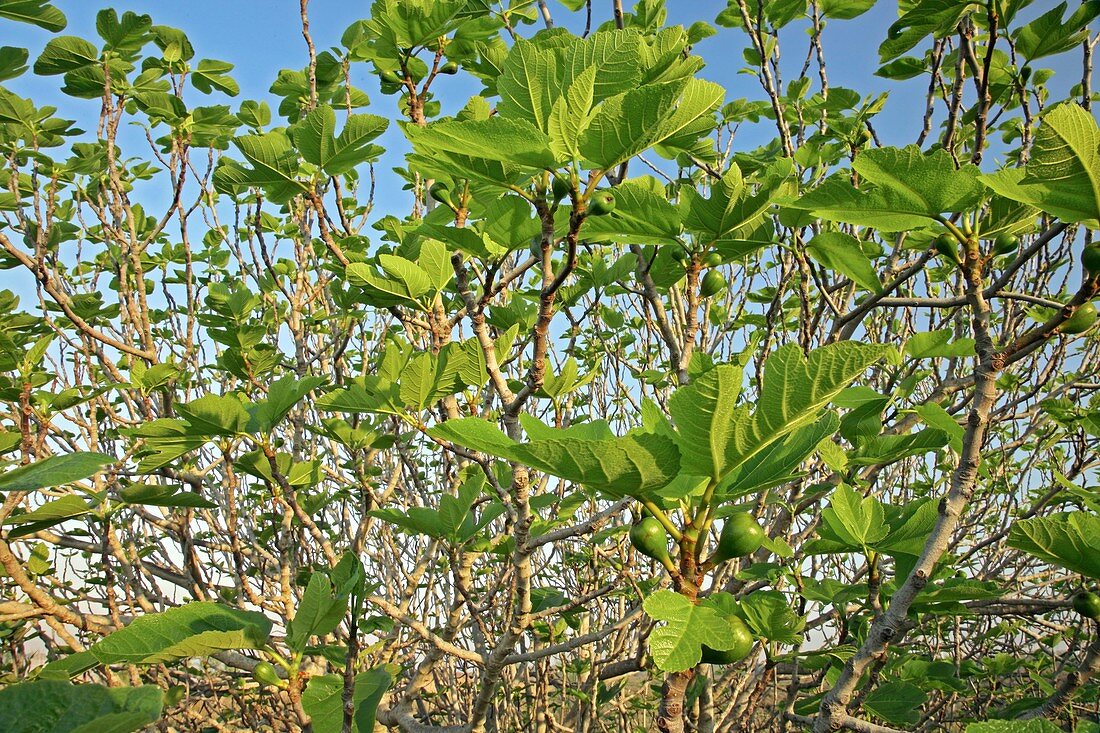 Fig (Ficus carica)