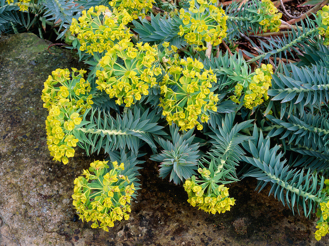 Spurge (Euphorbia rigida)