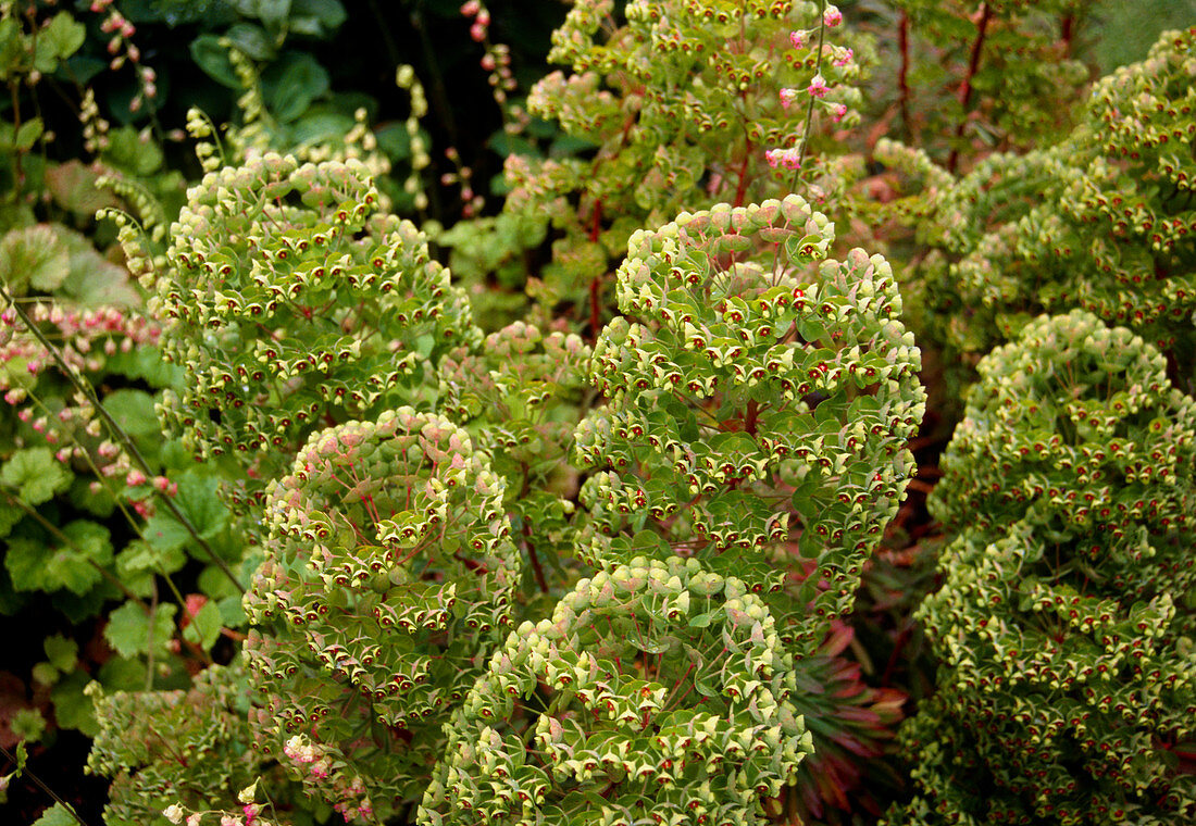 Spurge (Euphorbia characias)