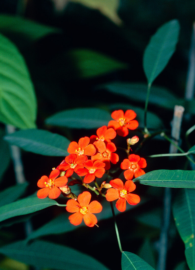 Scarlet plume (Euphorbia fulgens)