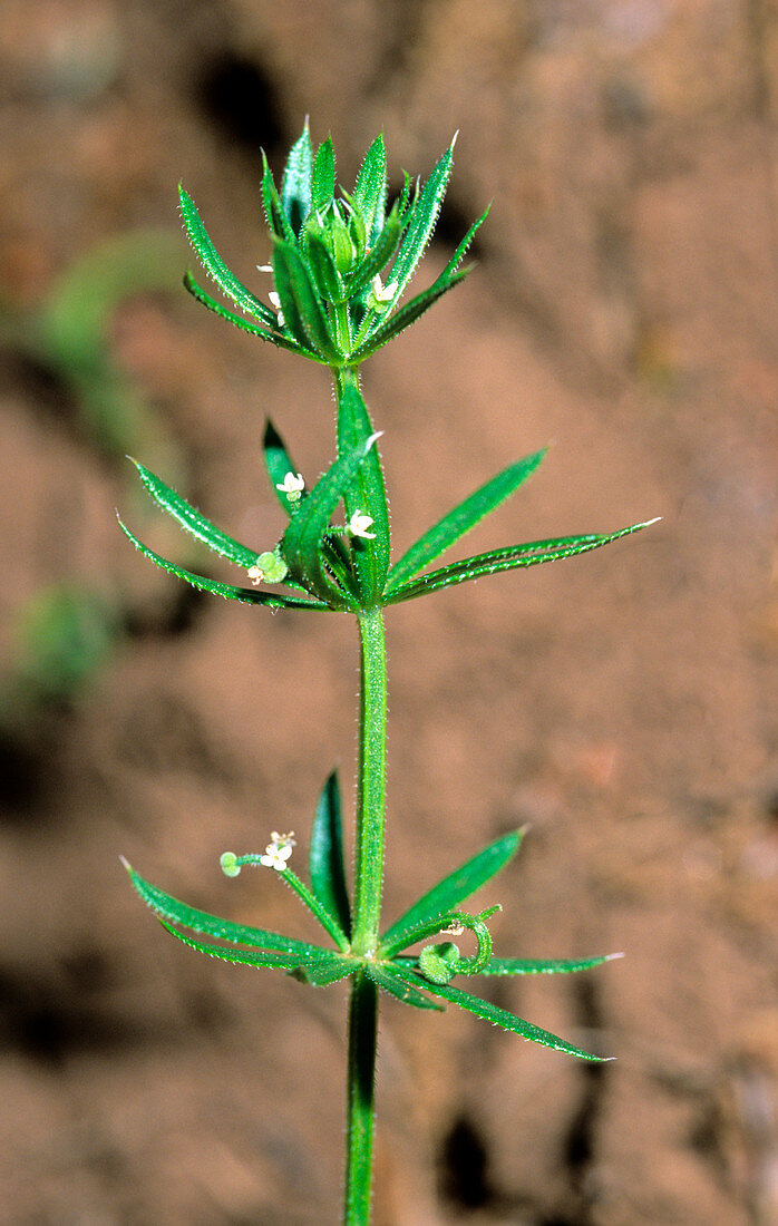 Corn cleaver (Galium tricornutum)