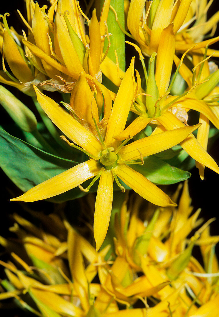 Yellow gentian (Gentian lutea)