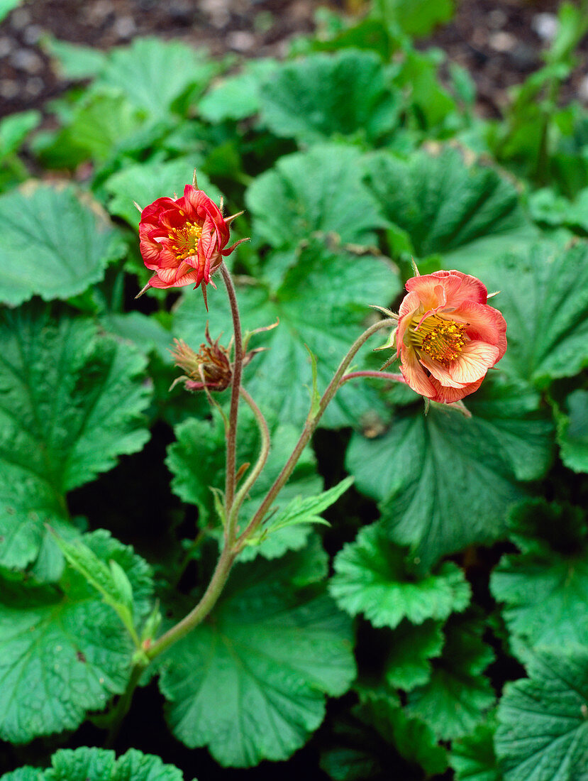 Geum rivale 'Leonard's Variety'