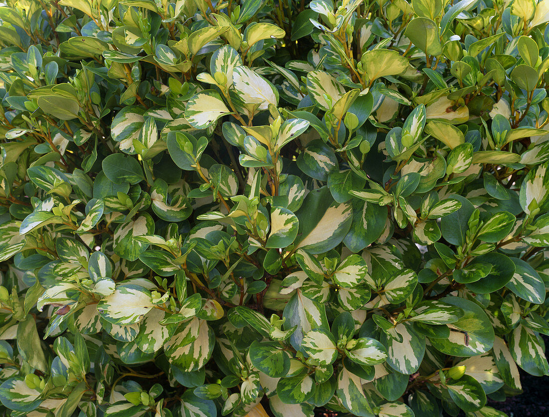 Griselinia 'Luscombes Gold'