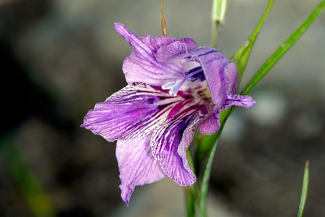 Gladiolus inflexus