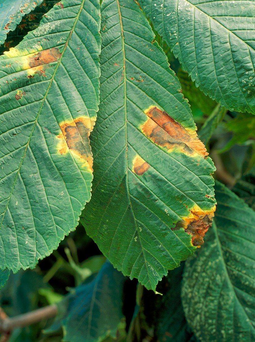 Horse chestnut Leaf Blotch