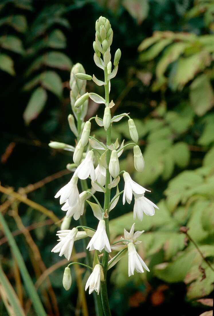 Galtonia candicans