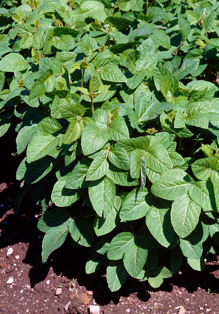 Soya bean plants (Glycine max)
