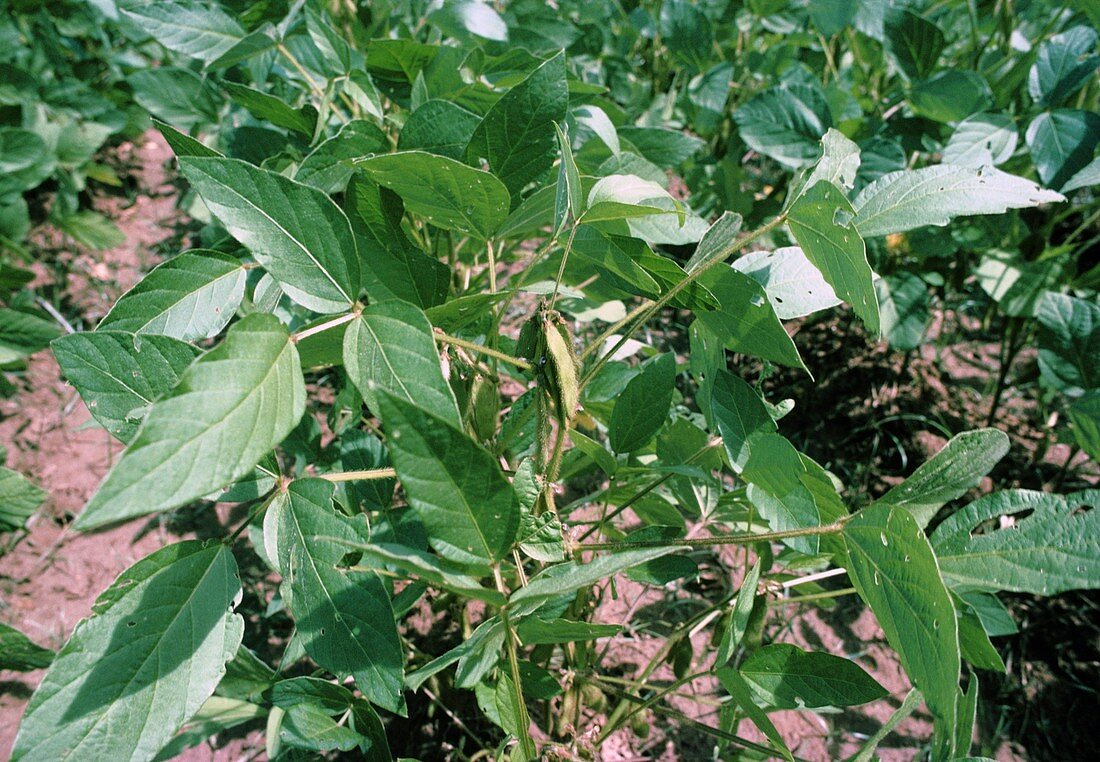 Soya bean plant (Glycine max)