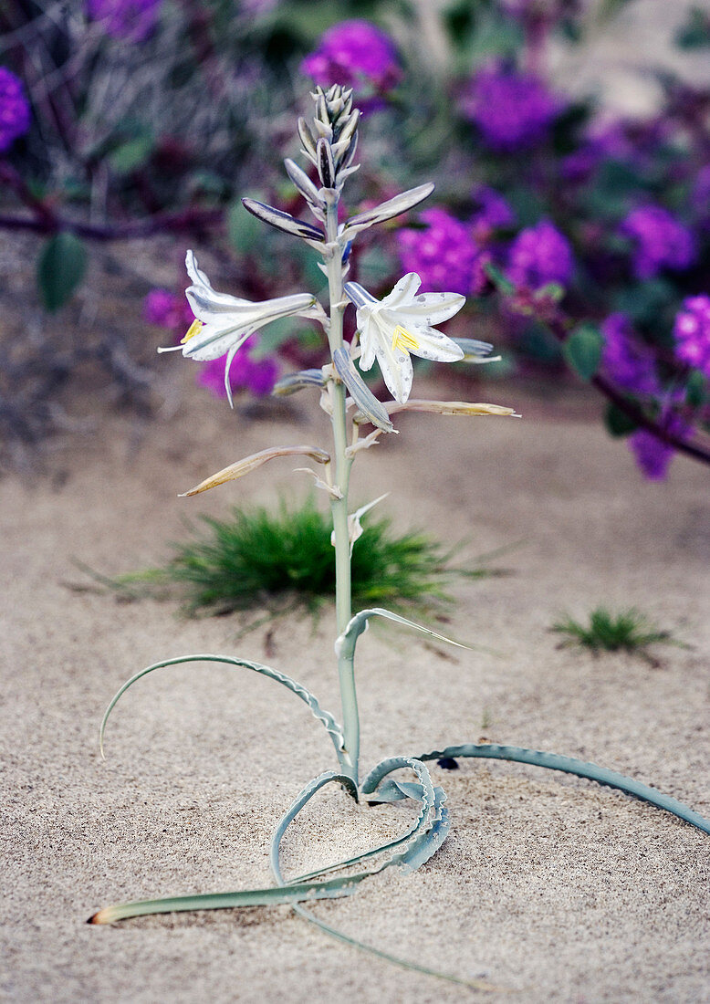 Desert lily (Hesperocallis undulata)