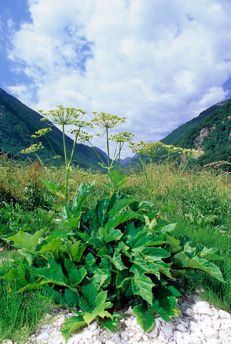 Hogweed (Heracleum pyrenaicum)
