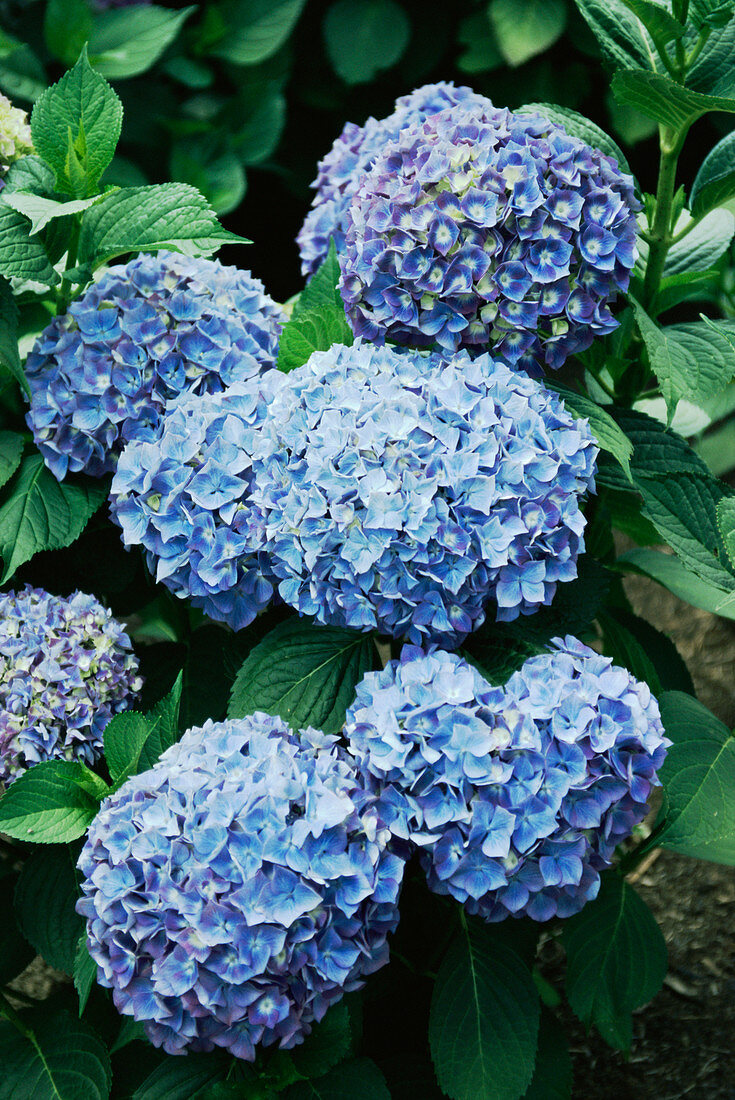 Hydrangea (Hydrangea 'Blue Bouquet')