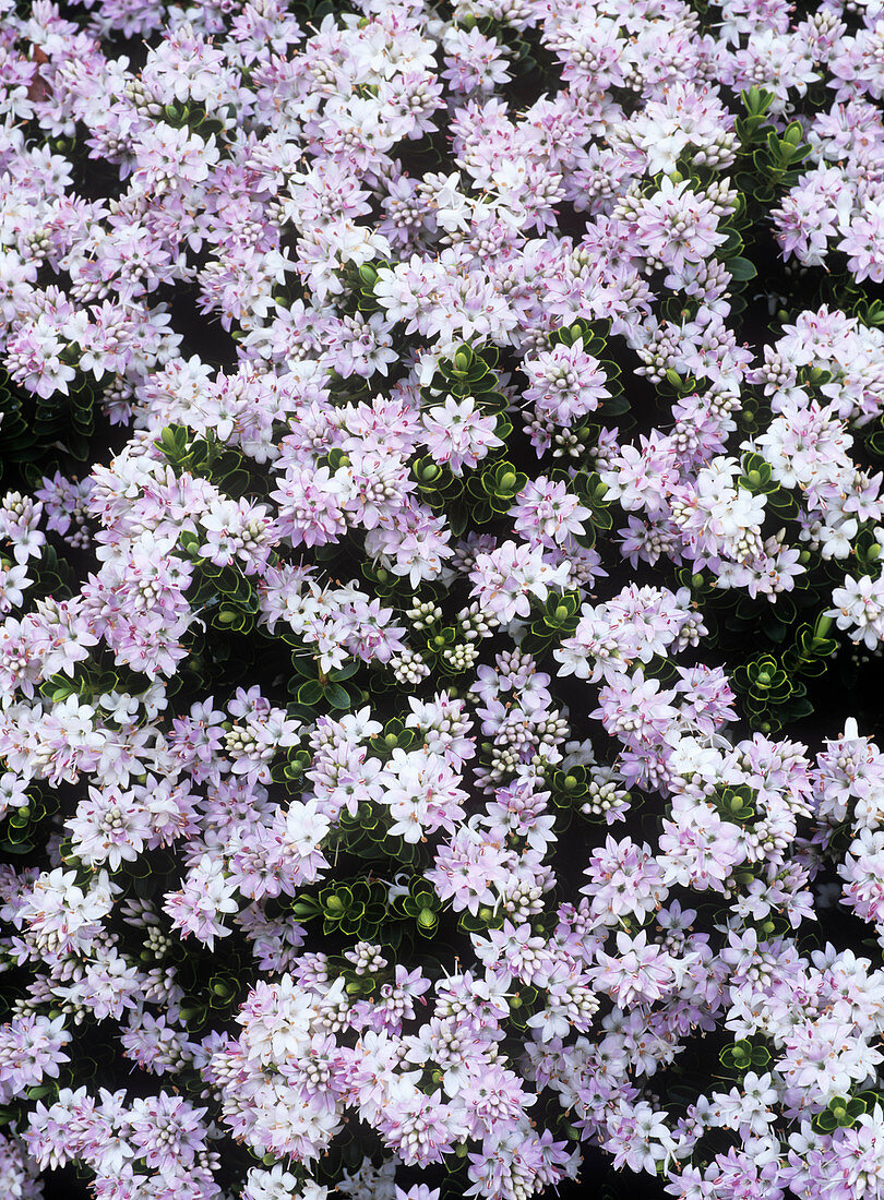Hebe flowers (Hebe vernicosa)