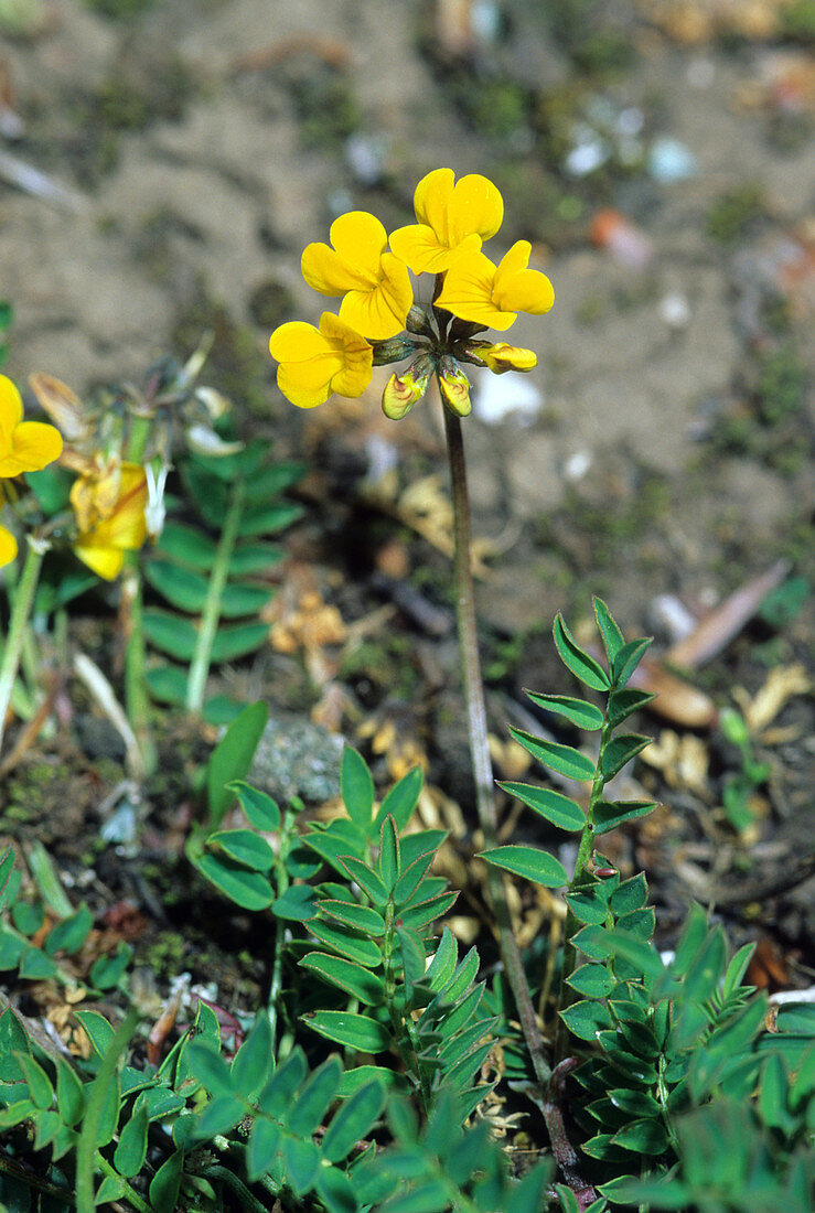 Horseshoe vetch (Hippocrepis comosa)