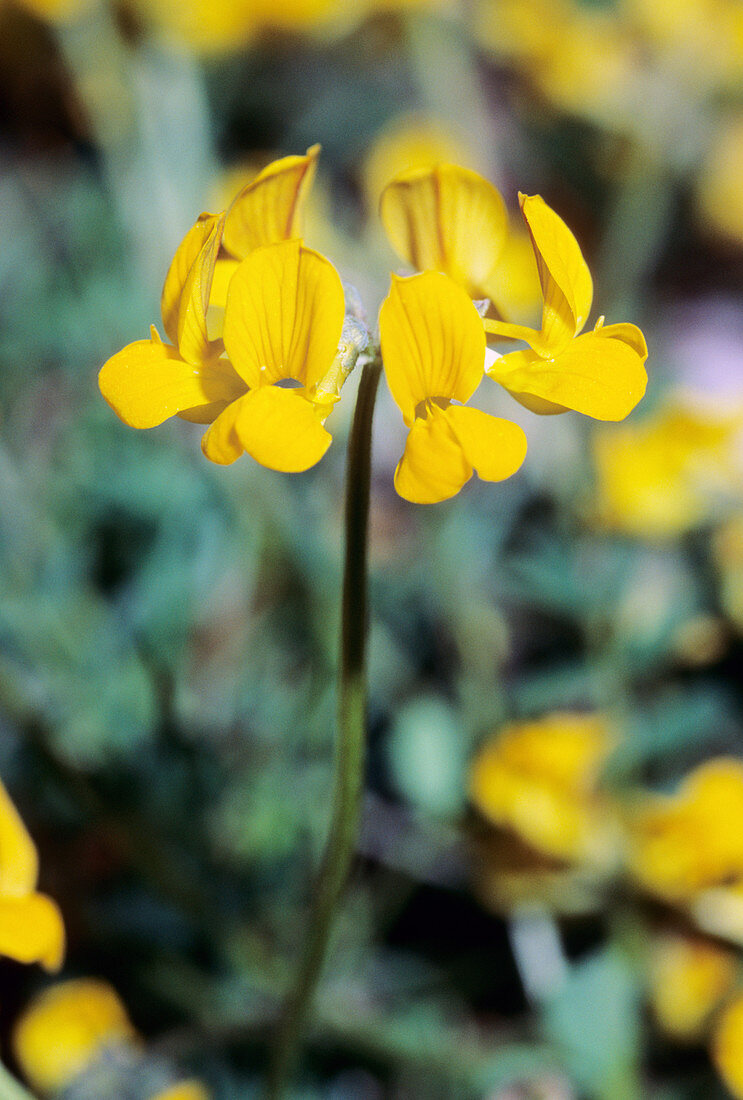 Horseshoe vetch (Hippocrepis comosa)