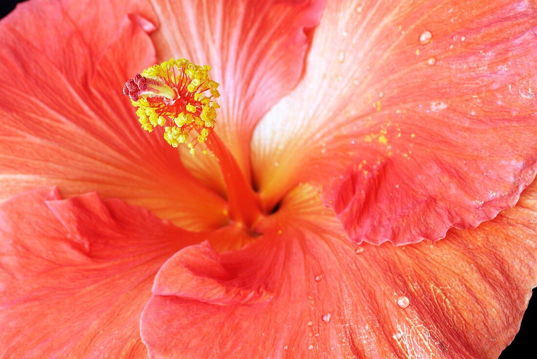 Chinese hibiscus (Hibiscus rosa-sinensis)