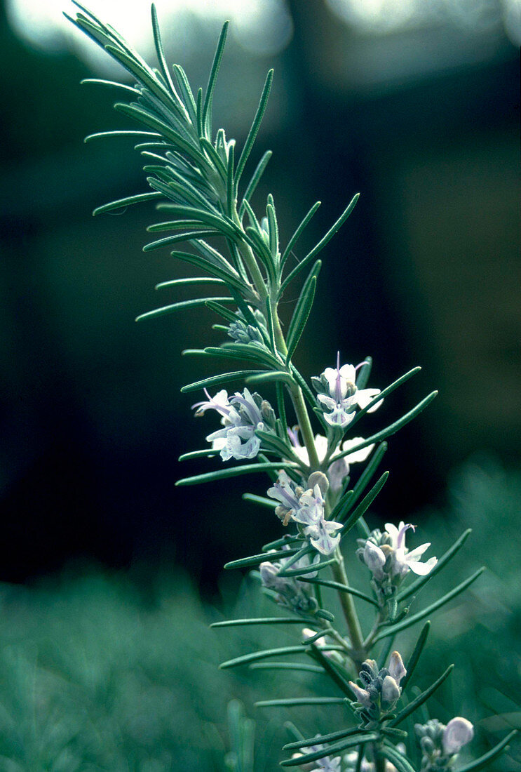 Herb Rosmarinus officinalis