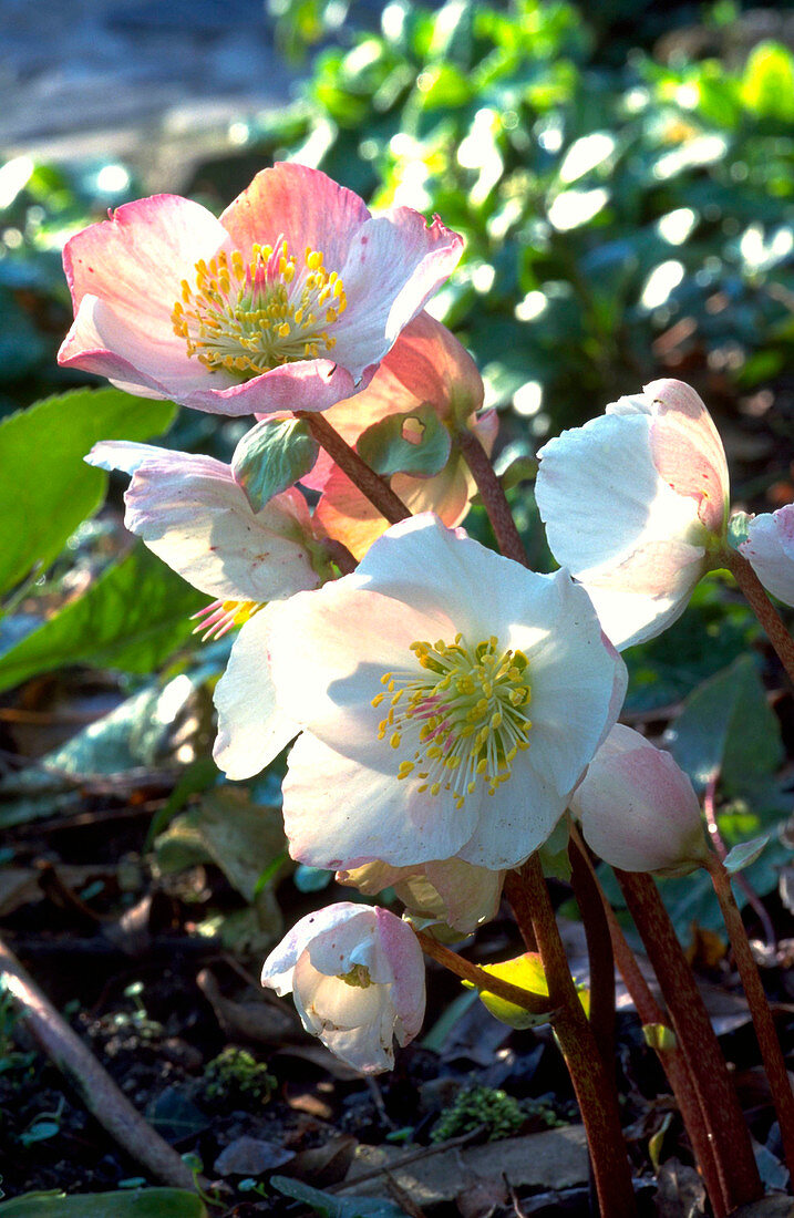 Helleborus niger Rose