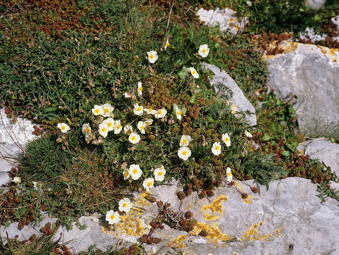 White rock-rose (Helianthemum apenninum)