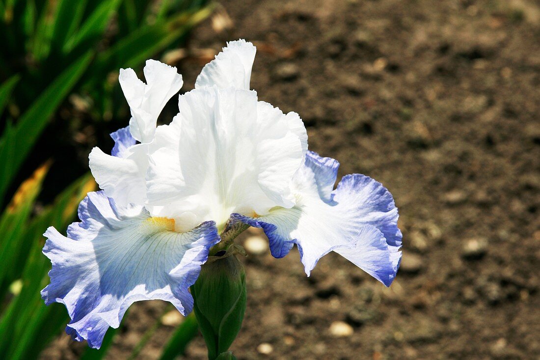 Iris 'Alizes' flower