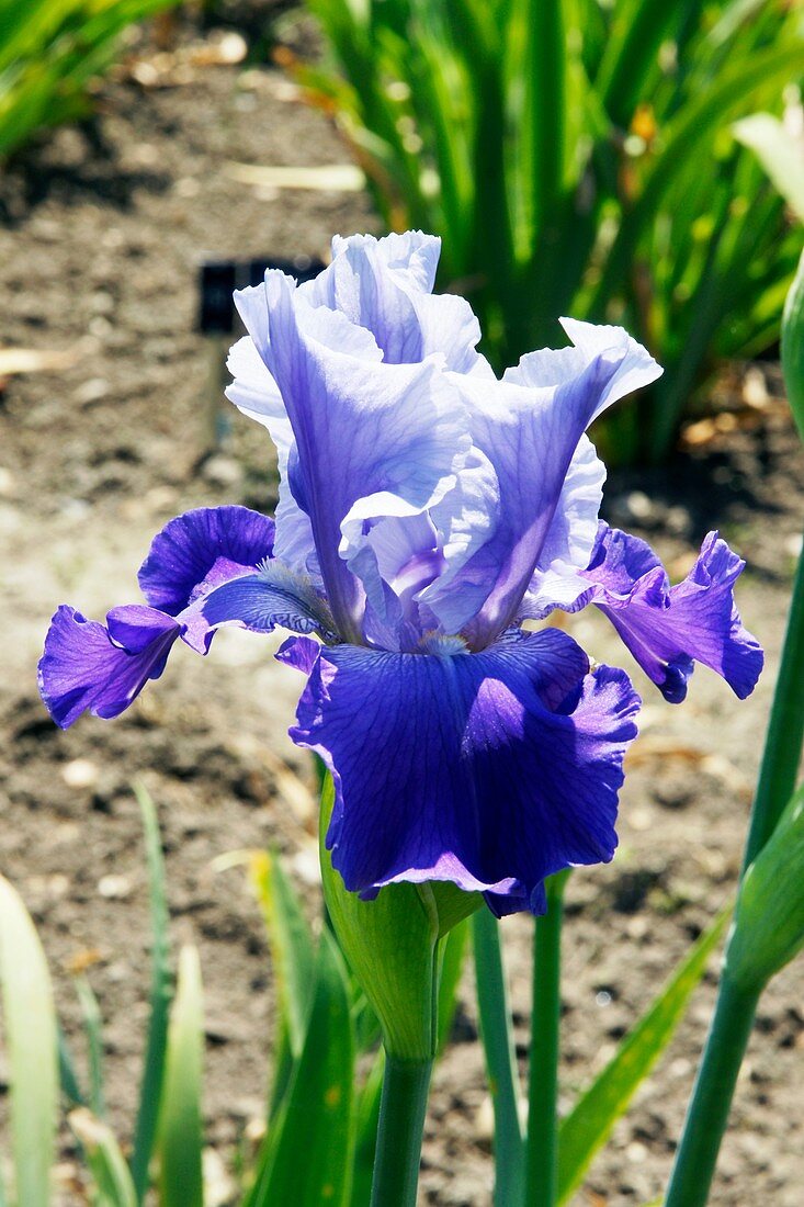 Iris 'Wensleydale' flower