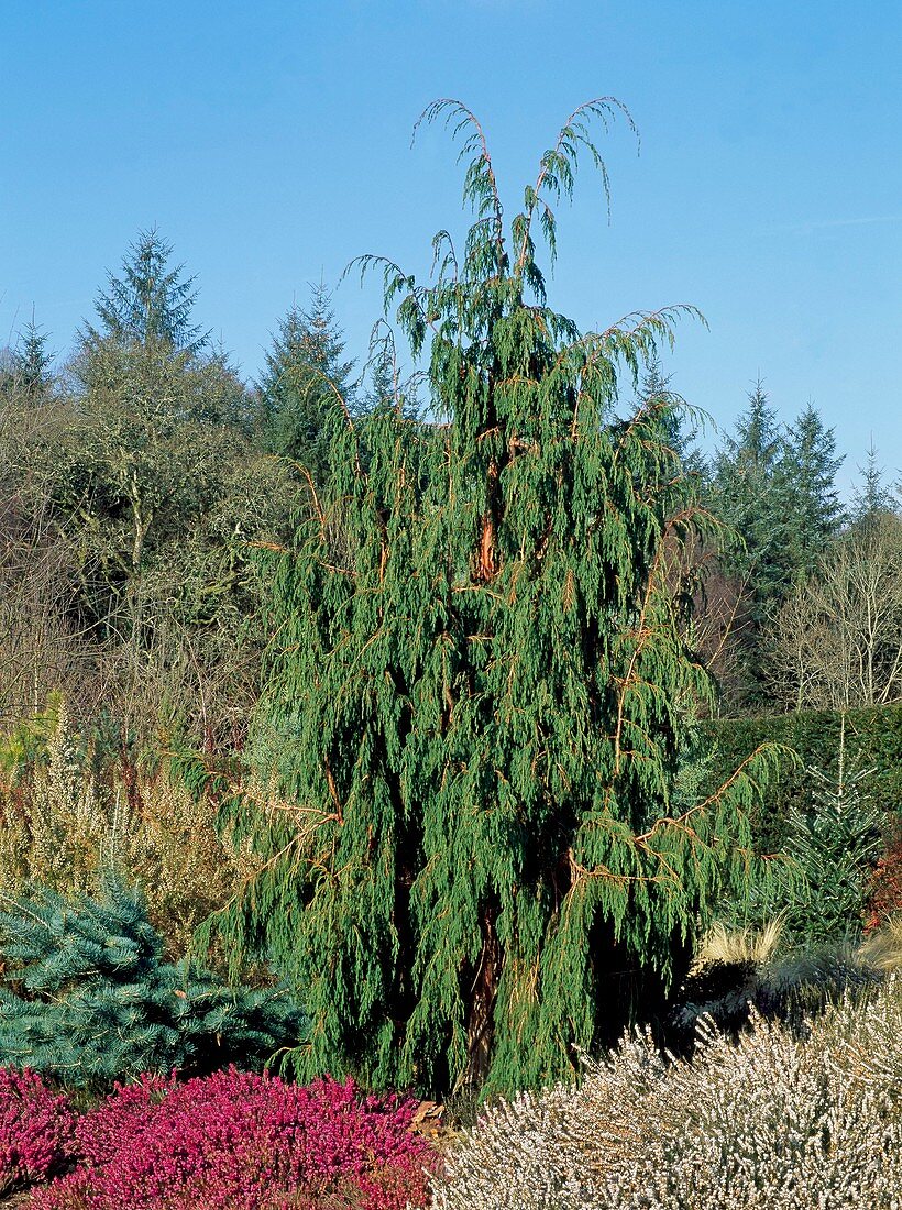 Juniperus recurva var coxii