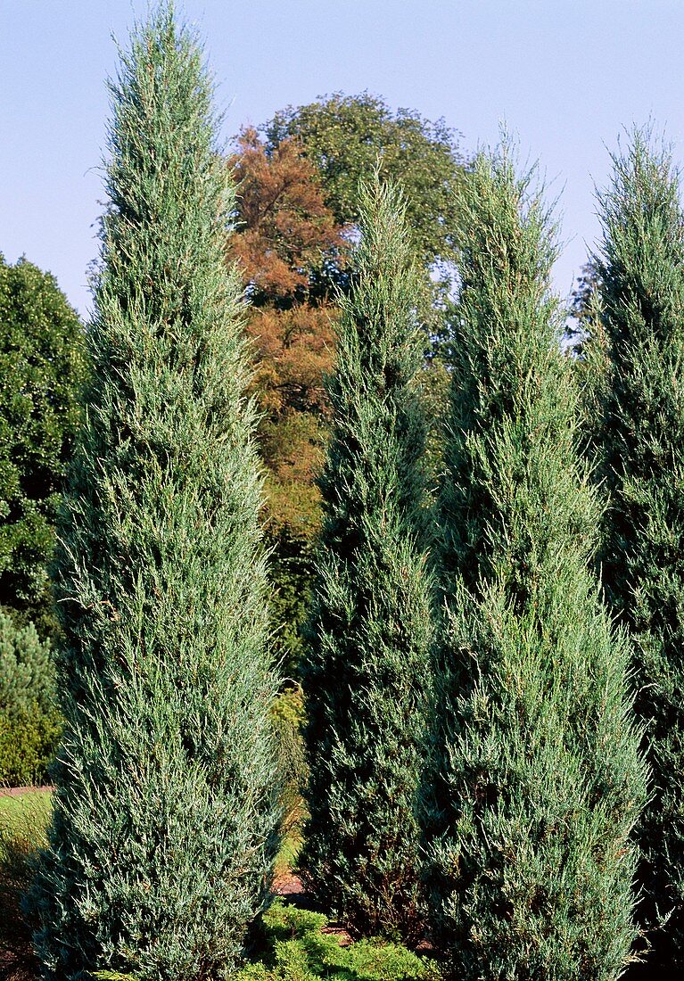 Juniperus virginiana SKYROCKET