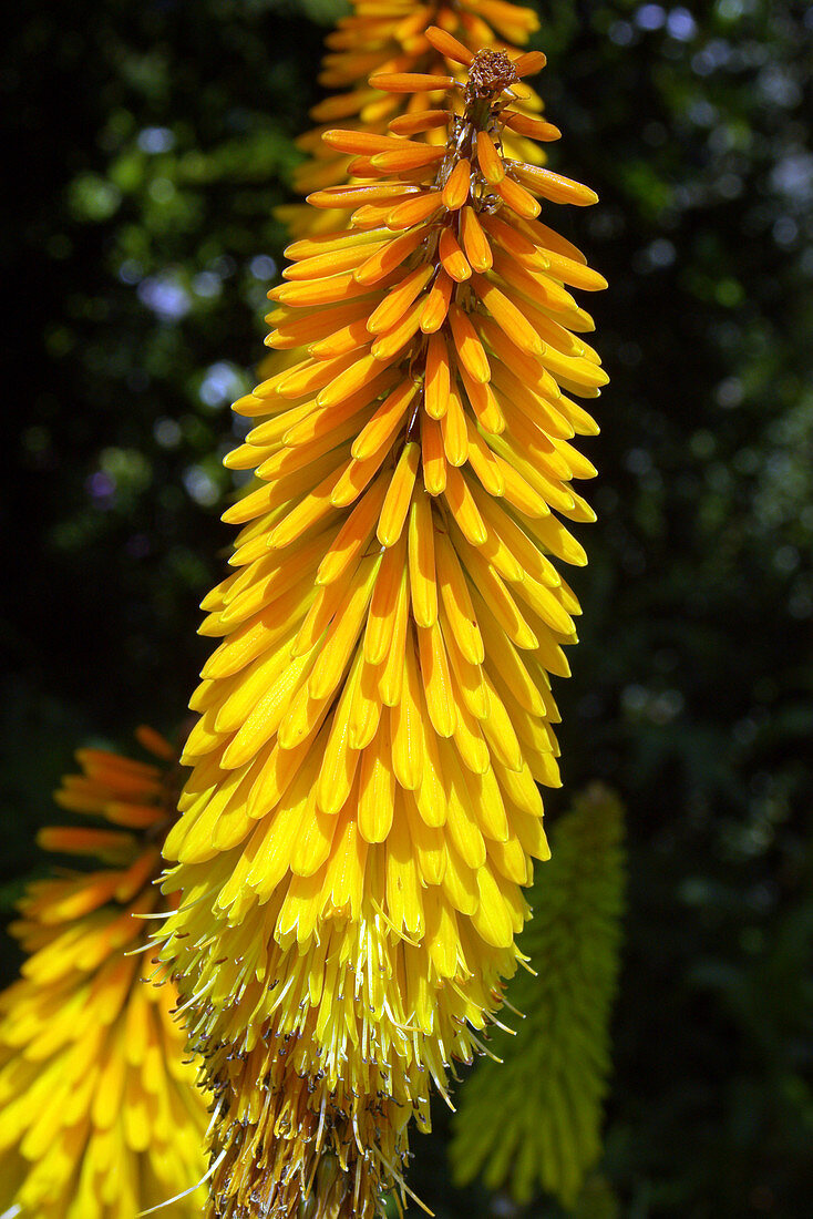 Red hot poker (Kniphofia sp.)