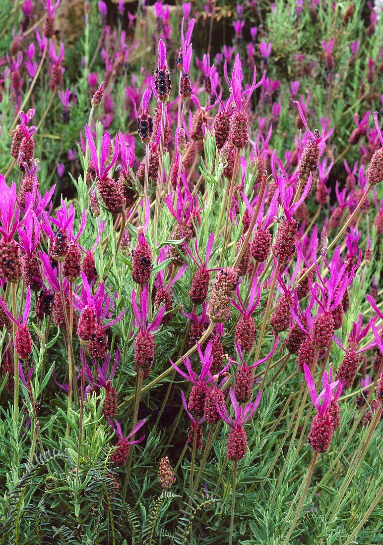 Lavandula stoechas subsp cariensis