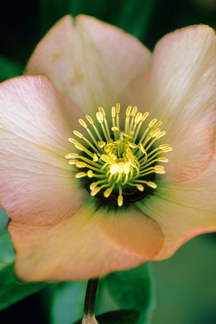 Lenten rose (Helleborus orientalis)