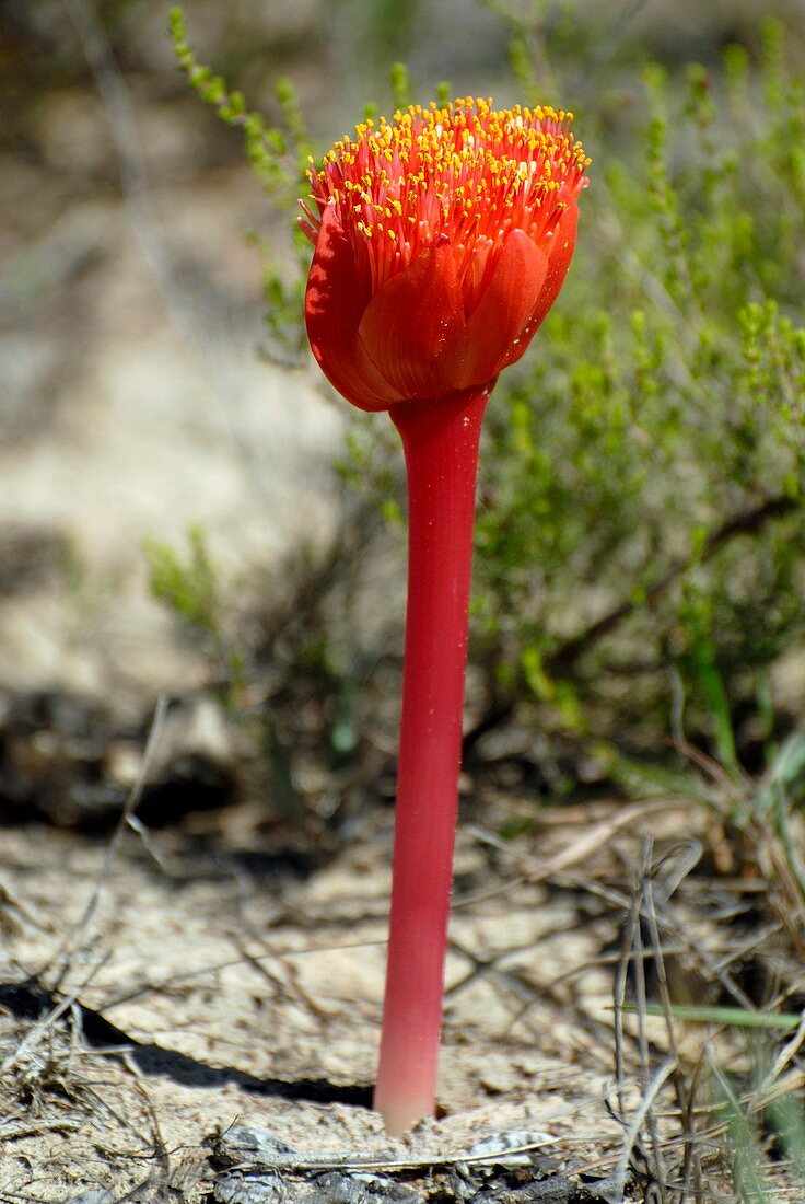 Fire lily regrowth after fire