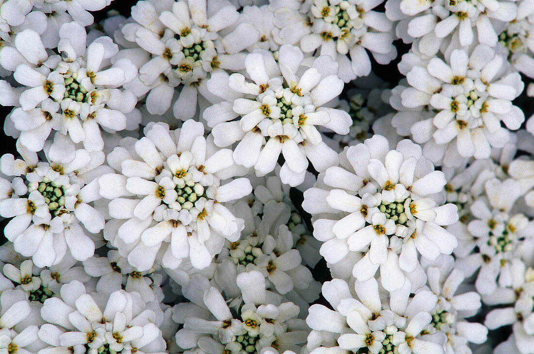 Candytuft (Iberis sempervirens)