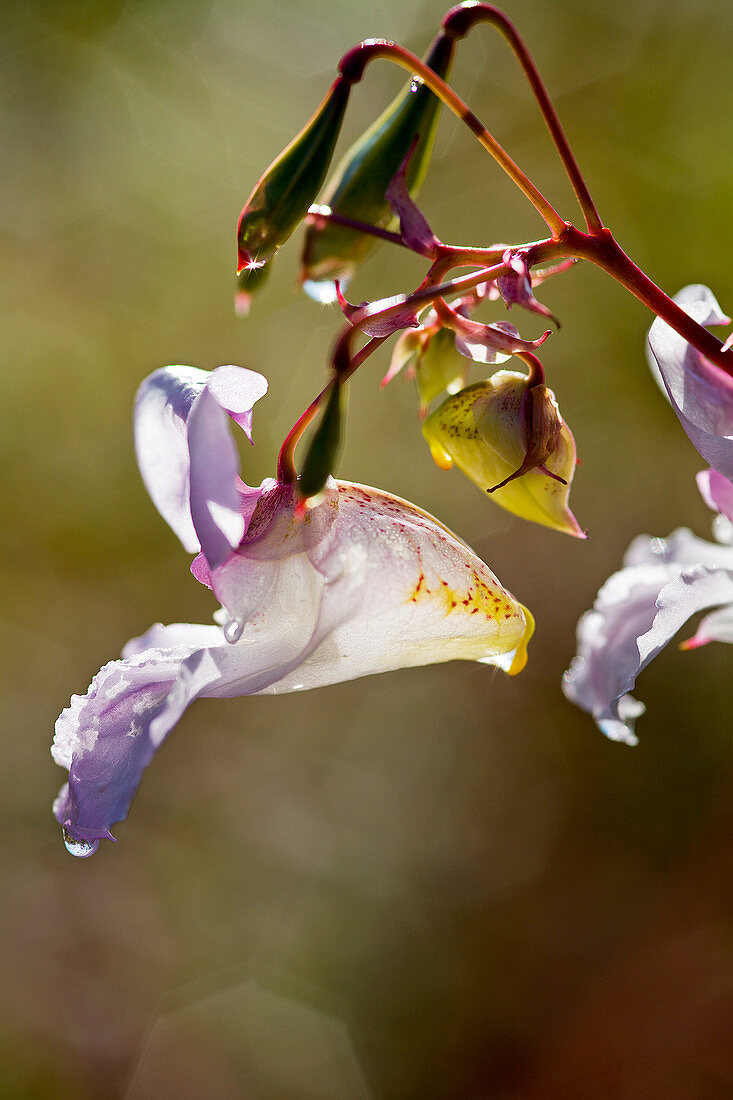 Himalayan balsam (Impatiens glandulifera)