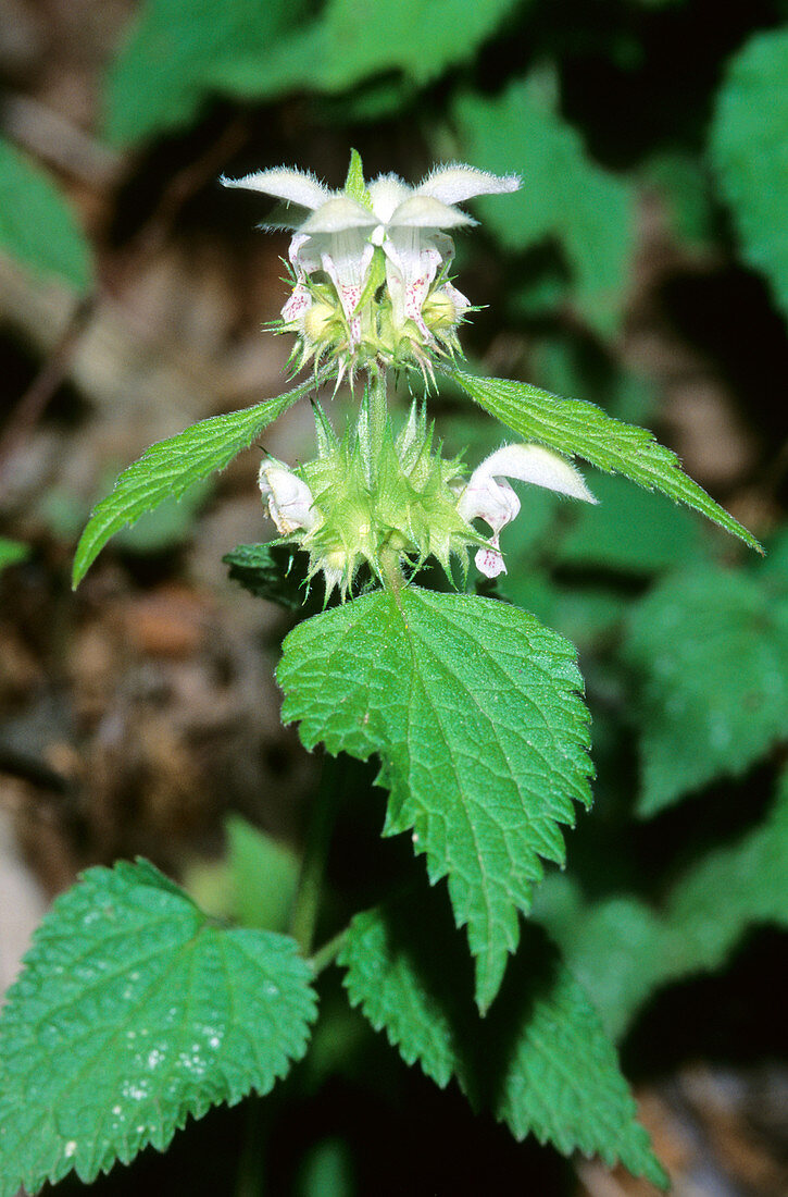 Deadnettle (Lamium flexuosum)