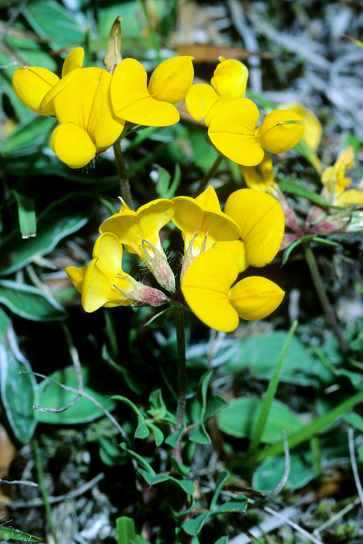 Bird's foot trefoil (Lotus corniculatus)