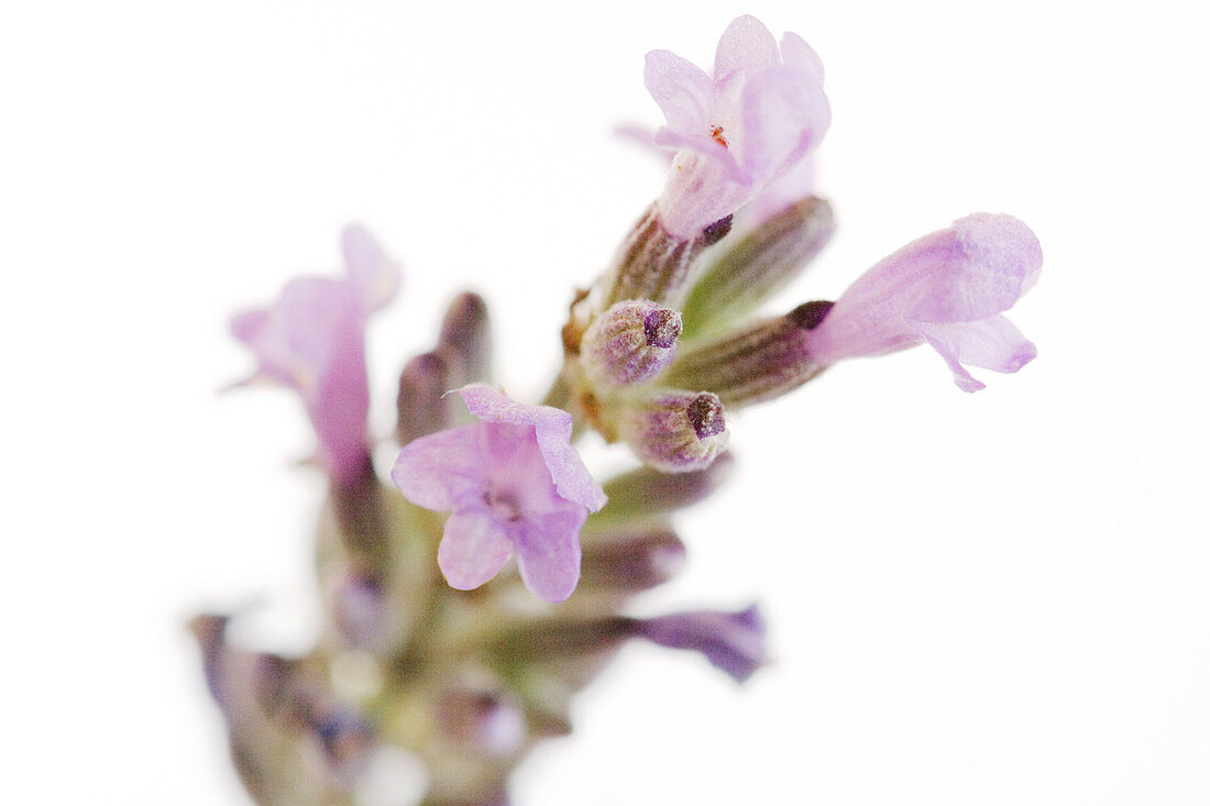 Lavender flowers (Lavandula sp.)
