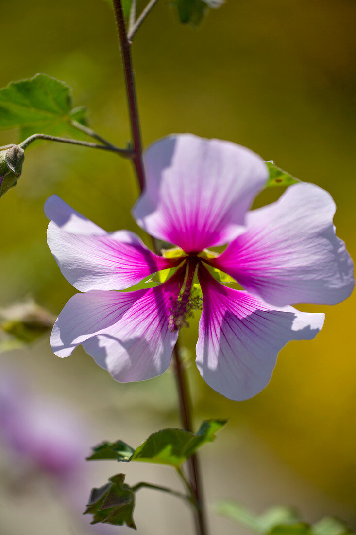 Tree mallow (Lavatera maritima)