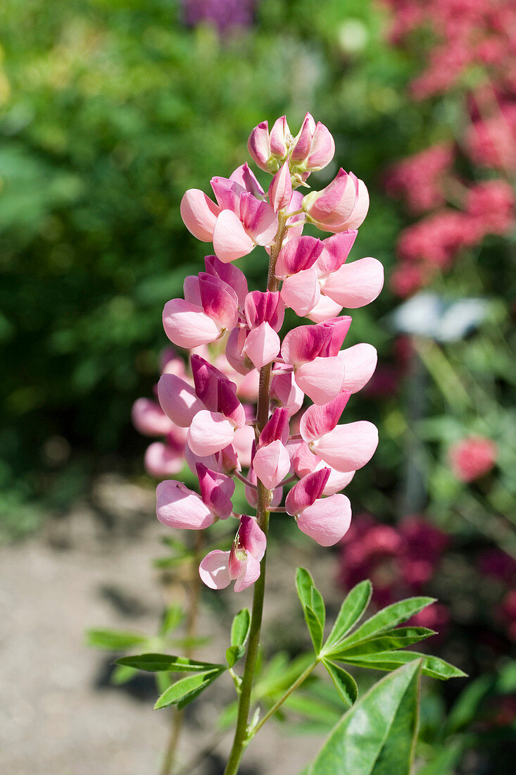 Russell lupin (Lupinus 'Russell Hybrid')