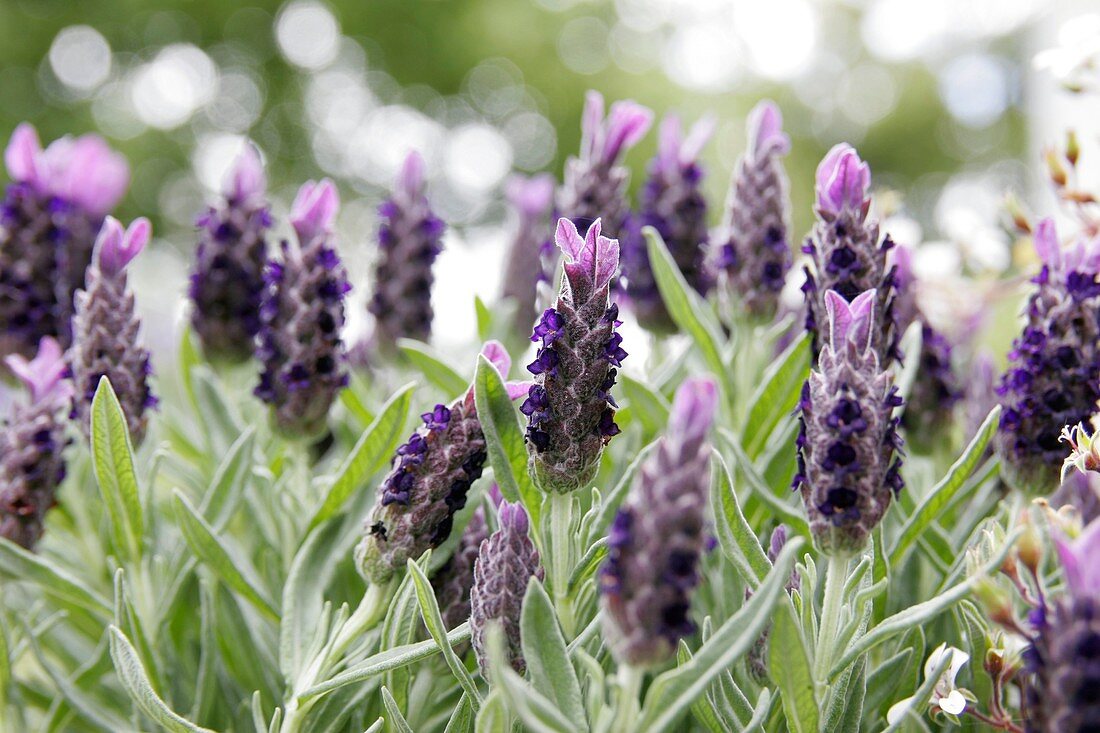 French lavender (Lavandula stoechas)