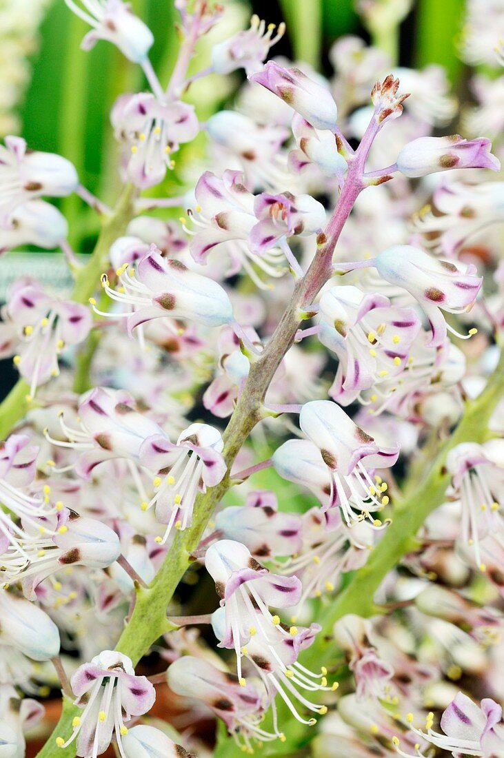 Lachenalia pustulata flowers