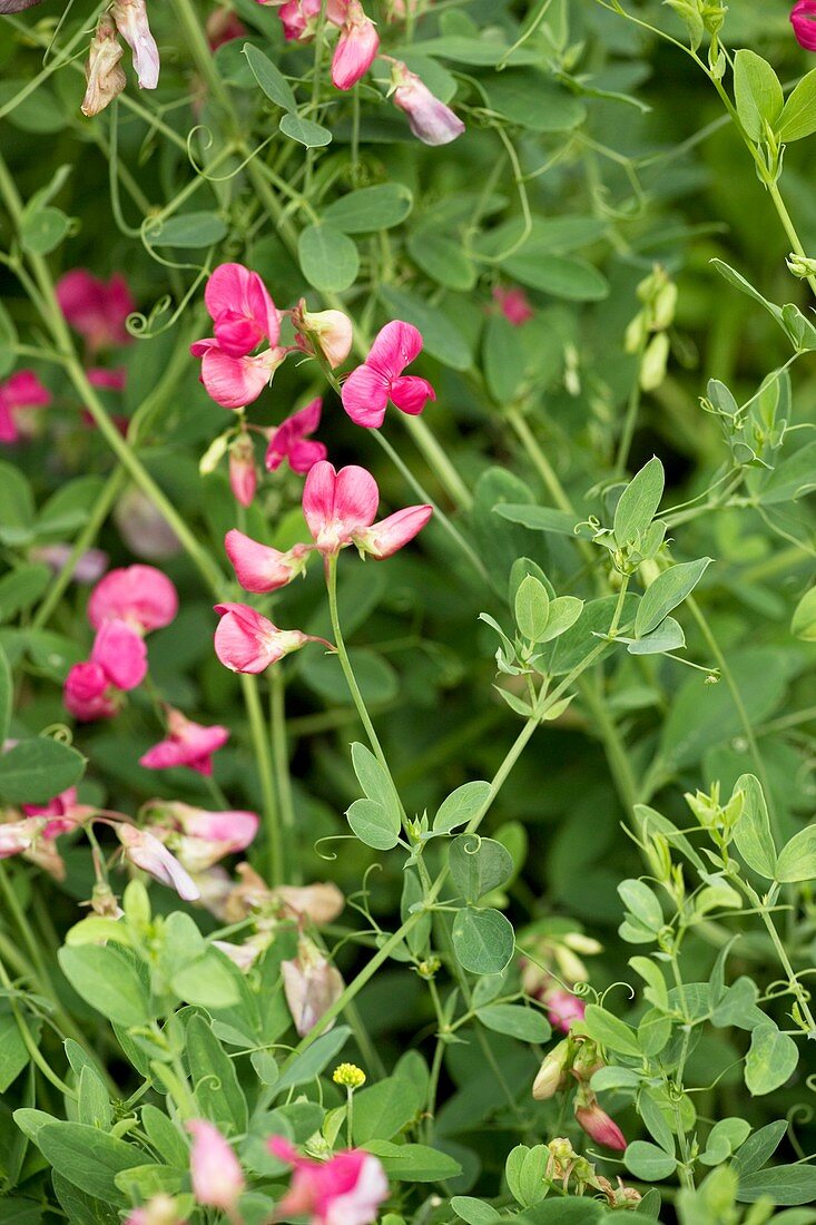 Tuberous pea (Lathyrus tuberosus)