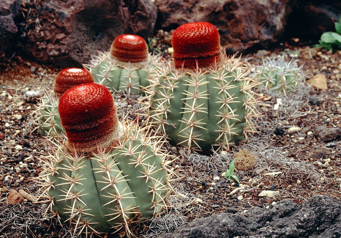 Melocactus roraimensis