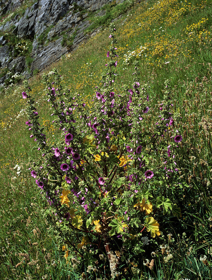 Tree mallow (Lavatera arborea)