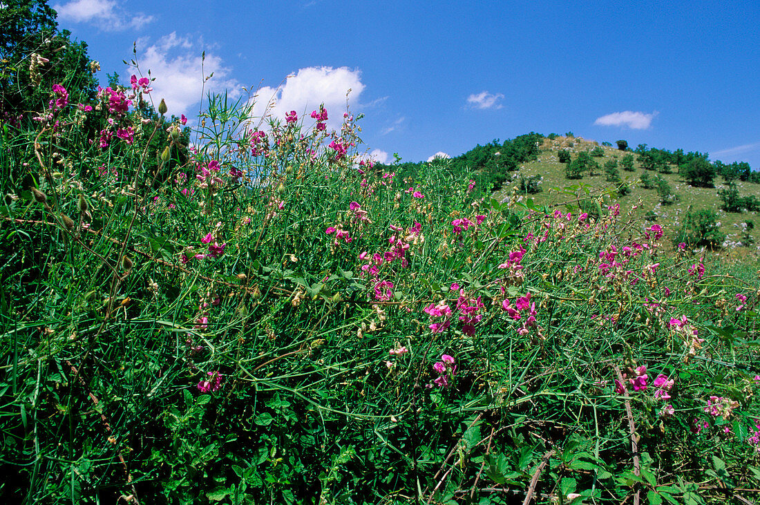 Flat pea (Lathyrus sylvestris)