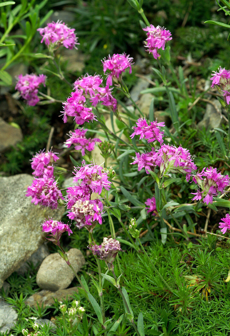 Alpine lychnis (Lychnis alpina)