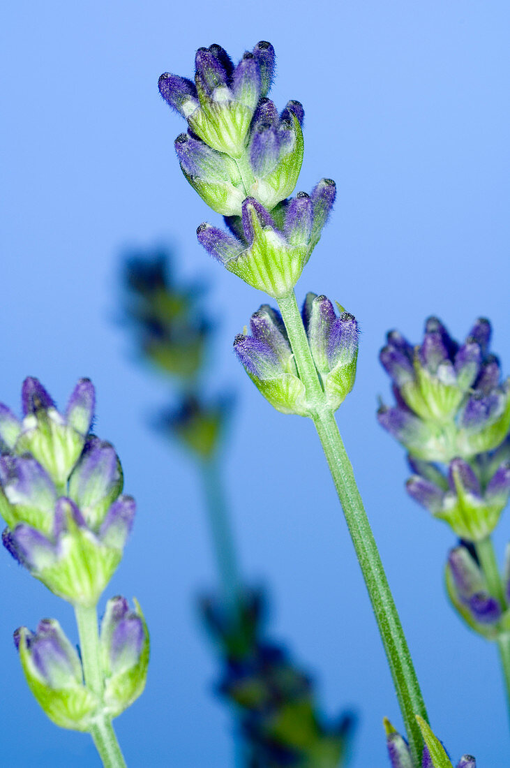 Lavender (Lavandula sp.)